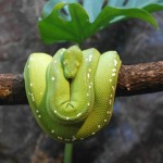 green as a snake